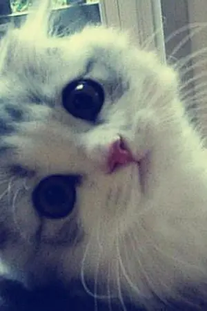 ปกนิยาย [SNSD Yuri] Doctor & Lawyer III WKGU [YULSIC]