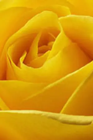 ปกนิยาย ลัดฟ้ามาป่วนรัก  My Rose My Love