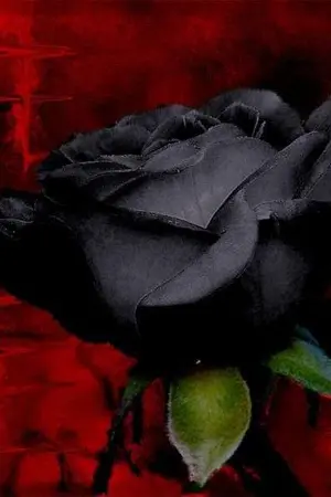 ปกนิยาย +#||/Bondage...love/||#+  หัวใจไร้พันธนาการ [Yaoi]