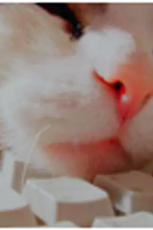 ปกนิยาย P's Code room