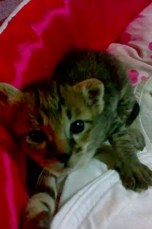 ปกนิยาย ความทรงจำกับสัตว์เลี้ยง