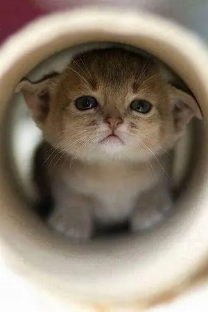 ปกนิยาย Sleepy Cat