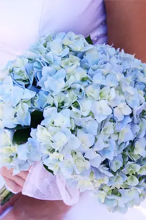 ปกนิยาย เล่ห์ร้าย ไฮเดรนเยีย... Hydrangeas Story