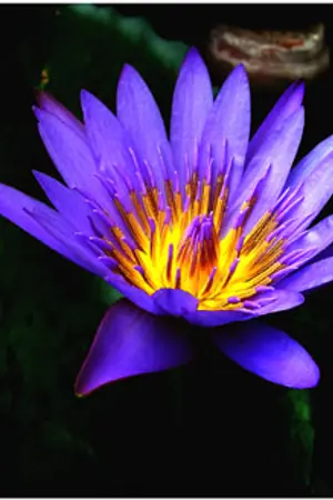 ปกนิยาย เพลิงพราย  By จงกลนี [Yaoi]