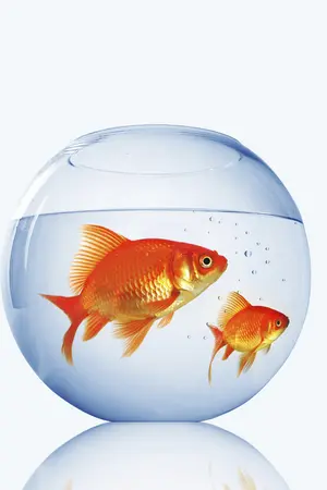 ปกนิยาย [KC] Goldfish-head รักแอบใส(?)ของยัยสมองปลา