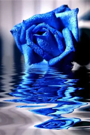 ปกนิยาย Tragedy Of Love