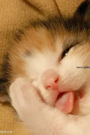 ปกนิยาย LUCKY STAR [WonKyu]