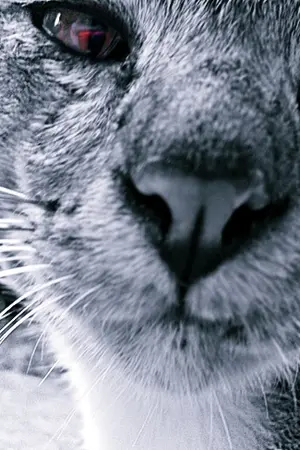 ปกนิยาย เรื่องของพี่โชคกับน้องจุ่น