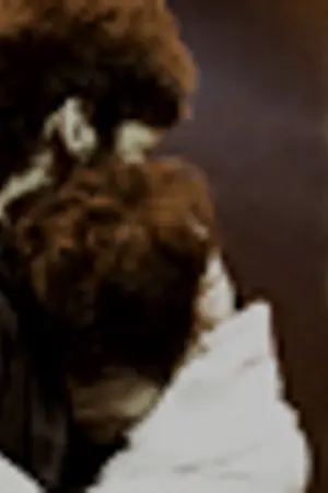 ปกนิยาย [Fic]TaoKacha ll ACACIA