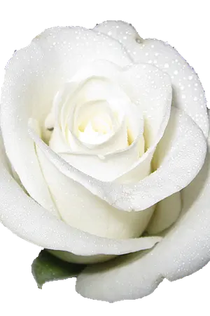 ปกนิยาย ลิขิตรักบ่วงซาตาน