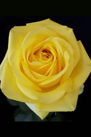 ปกนิยาย หวานรักเทพบุตรซาตาน