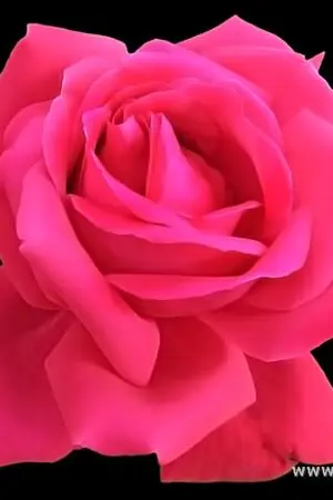 ปกนิยาย สัญญารักซาตาน