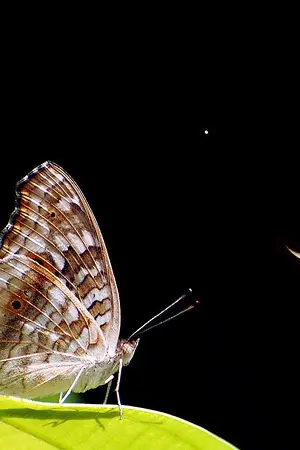 ปกนิยาย The white scarf storyteller  ตำนานนักเล่านิทานผ้าพันคอสีขาว