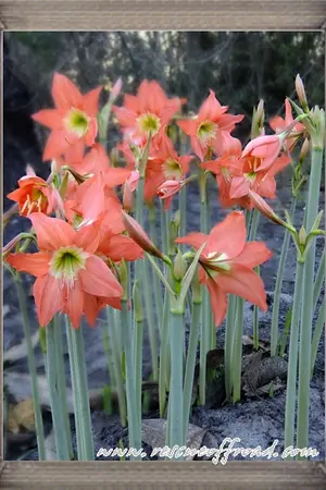 ปกนิยาย เรื่องสั้น ว่านสี่ทิศ