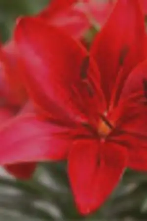 ปกนิยาย - L i L L Y -  (Singular short fiction)