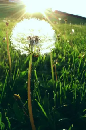 ปกนิยาย Fic:Harry Potter:Jealous(HP/DM):YAOI