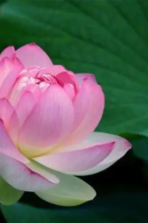 ปกนิยาย ดวงใจจอมมาร