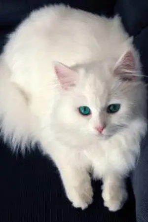 ปกนิยาย ขอสมัครสอนรักสุตรพิเศษนายตัวแสบ