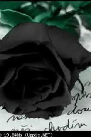 ปกนิยาย พิษรักกุหลาบดำ