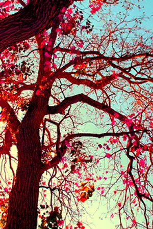 ปกนิยาย (singular)  รักนี้จะมีกันตลอดไป...