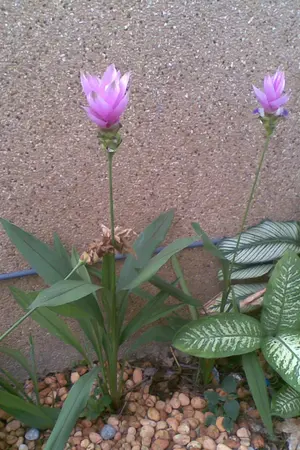 ปกนิยาย ยาพิษในขวดสีชมพู