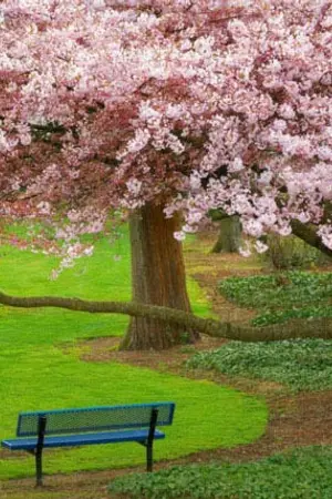 ปกนิยาย เกมรักหัวใจปรารถนา