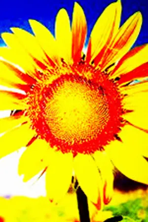 ปกนิยาย {WonHyuk} A Sunflower in War