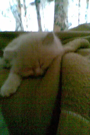 ปกนิยาย ชีโร่ สัตว์เลี้ยงที่ไม่เคยคิดจะมี