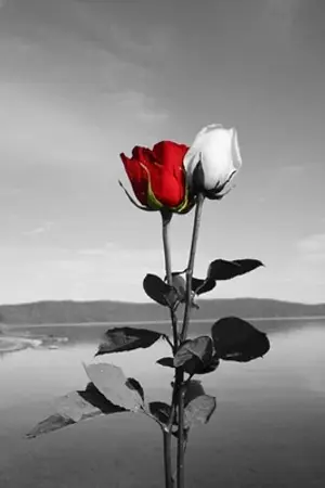 ปกนิยาย วงเวียนวงกรรม 6768 ts6,7