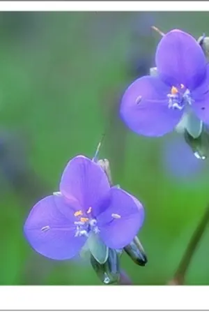 ปกนิยาย สองหมื่น