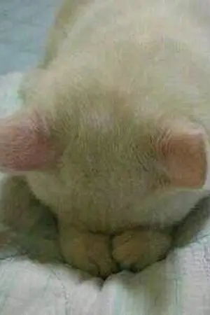 ปกนิยาย โปรดทราบ!!! แจ้งเรื่อง FIC ทุกเรื่องของไรท์เตอร์ค่ะ