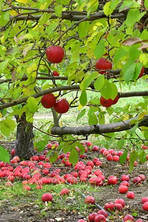 ปกนิยาย [Fic Snsd] Wanna Say~รักนี้ไม่รวนเรนะเบบี้ [yuri] [Royal]