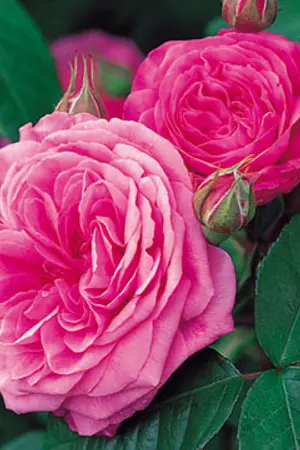 ปกนิยาย มนตรากุหลาบ