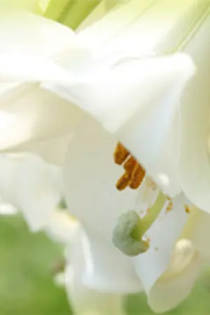 ปกนิยาย [W-CHA-P] World CHAnge Project [Shounen ai]