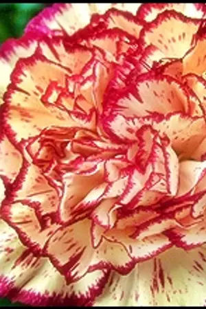 ปกนิยาย ขายนิยายแต่ง-นิยายแปลมือสองราคาถูก หลากหลายสำนักพิมพ์