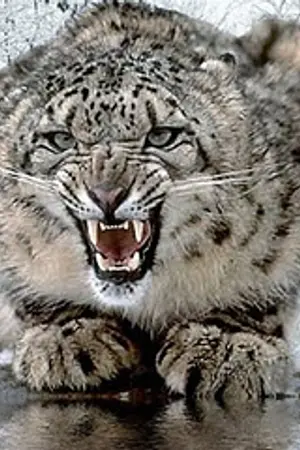 ปกนิยาย Dear Hunter...เหยื่อรายนี้ขอจอง!!