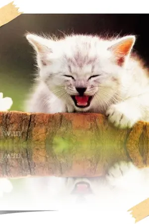 ปกนิยาย :( เต๋า คชา(yaoi ) ):-Prince  cat-รักนายเจ้าชายแมวเหมียว