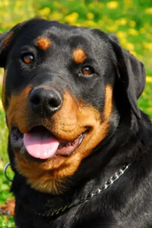 ปกนิยาย รู้จัก ร๊อตไวเลอร์ สุนัขพันธ์(ม่าย)โหด กับ เจ้าลูซี่