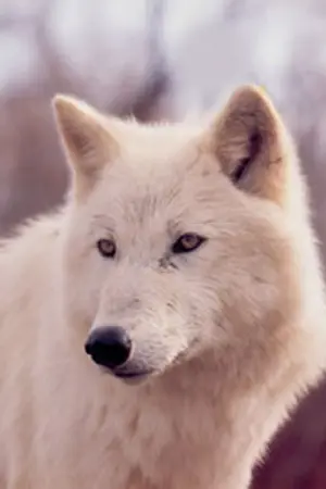 ปกนิยาย จิ้งจอกผงาดฟ้า