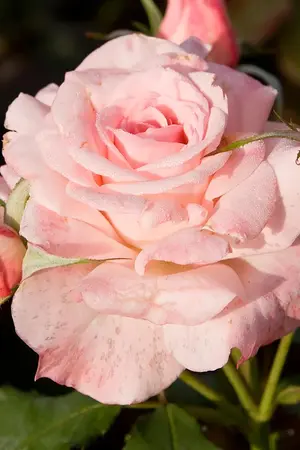 ปกนิยาย พรานกุหลาบ (ชุดบุหงามายา)