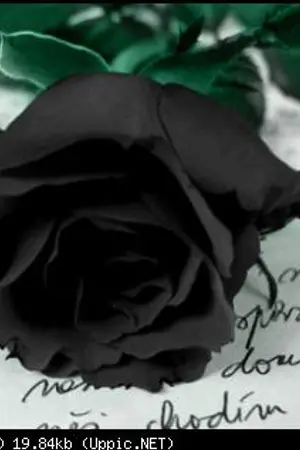 ปกนิยาย [SJ&B2ST] Don't Believe & Why I Can't