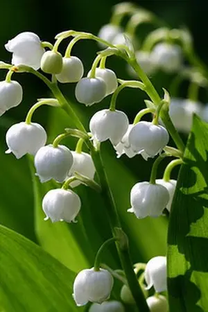 ปกนิยาย อยากให้เธอเป็นตัวแทนเขาจะได้ไหม...