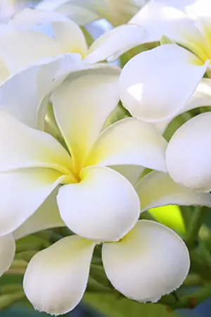 ปกนิยาย ขอทำเพื่อเธอ