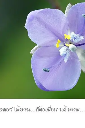 ปกนิยาย แฟนฉันรึเปล่า?