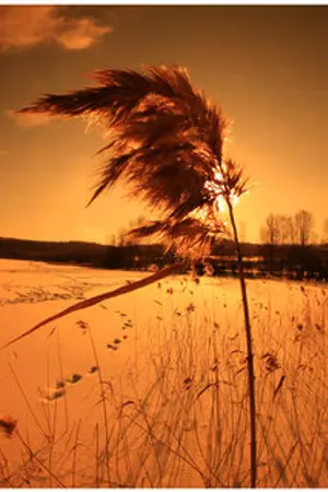 ปกนิยาย จักรพรรดิทะยานยุทธจักร