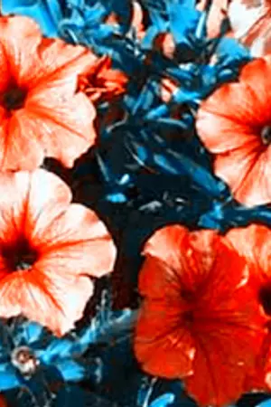 ปกนิยาย PETUNIA  [ I GIVE TO YOU ]