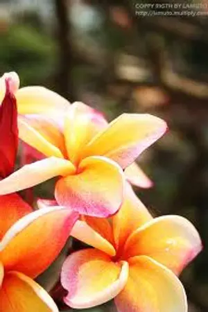 ปกนิยาย ฮองเฮาป่วนรัก