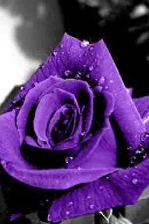 ปกนิยาย Soul King Online (yaoi)