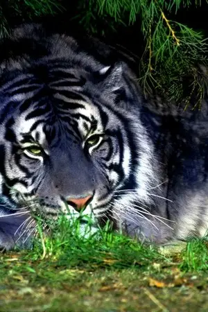 ปกนิยาย Soul Animal Online