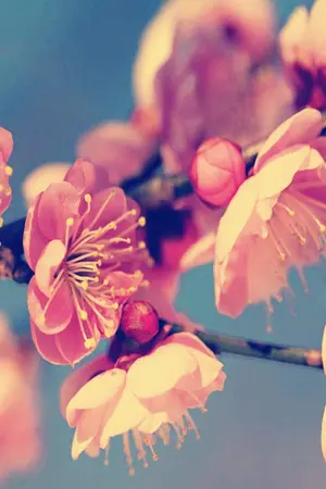 ปกนิยาย Desel Story